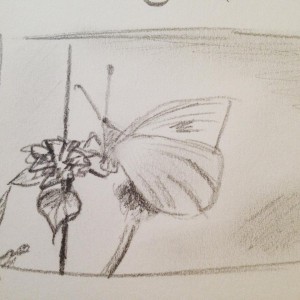 The pretty and quick sketch by Carrie, from one of the Butterfly photos taken by her father. Â© Carrie Sanderson Art