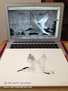 The sketch of the Sandwich tern, from a photo taken by Carrie's father. Â©Carrie Sanderson Art
